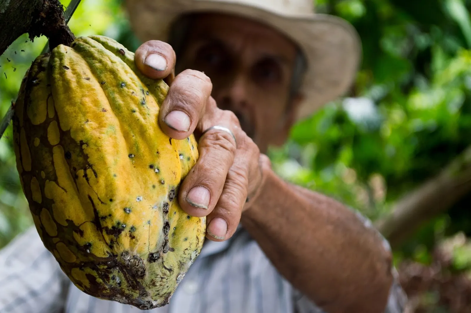 The Cacao of Peace