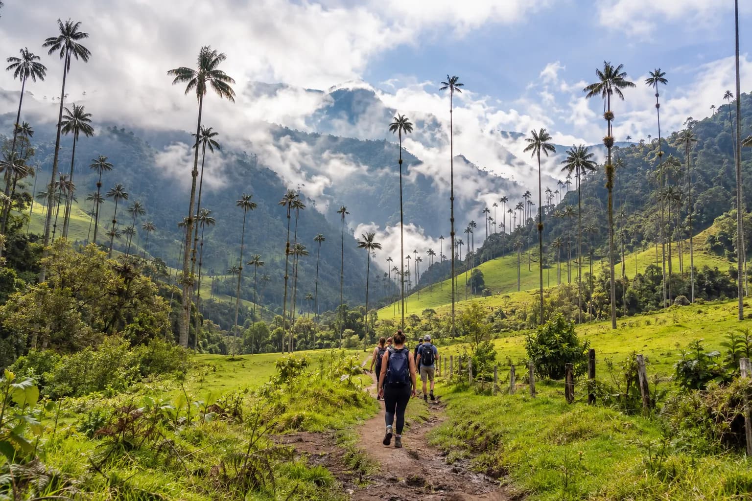 Palmas de cera en el Valle del Cocora, Quindío
