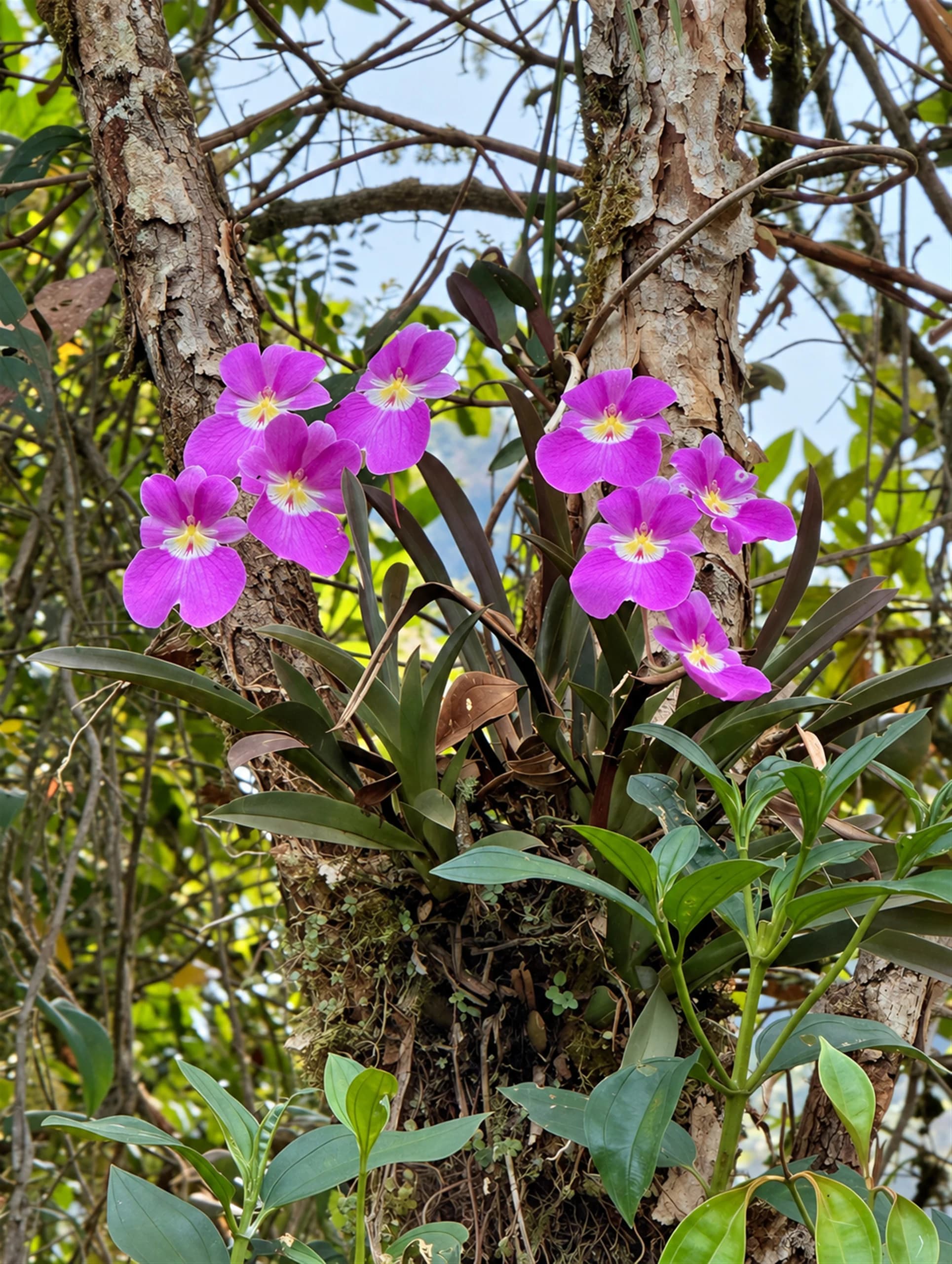 purple native orchids on a tree in the Orchid Natural Reserve in Jardín, Antioquia
