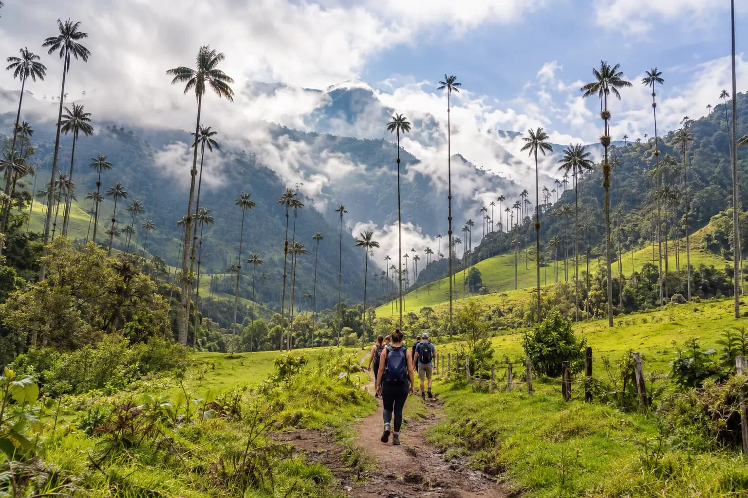 Palmas de cera en el Valle del Cocora, Quindío