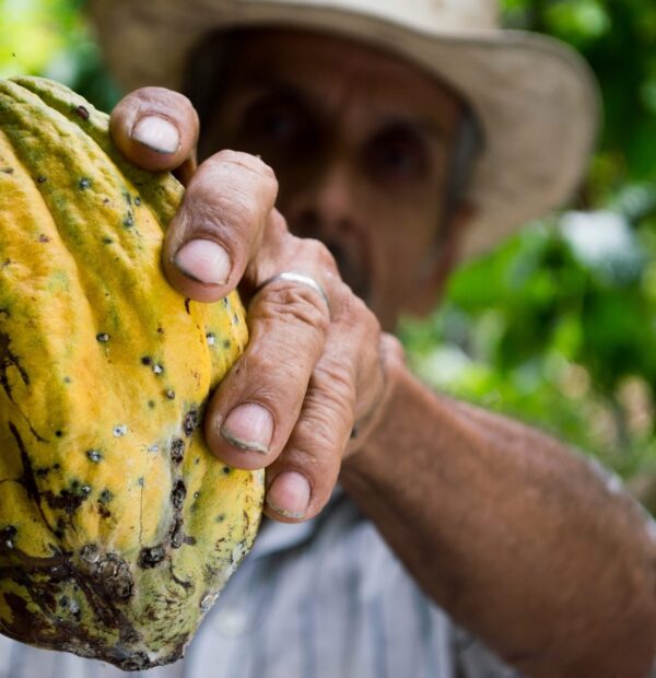 El Cacao de la Paz